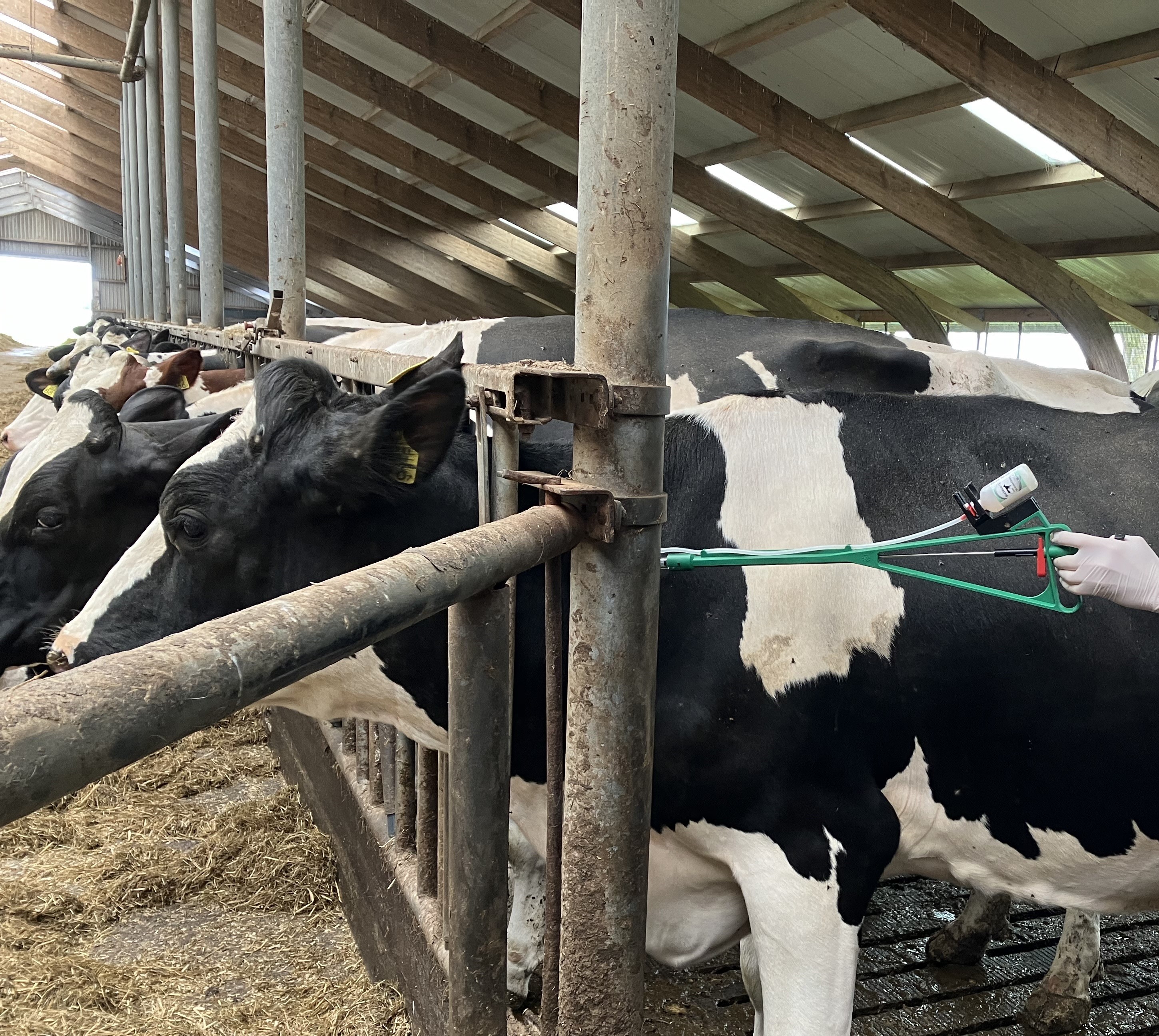 Persbericht: Nu eerste koeien en schapen gevaccineerd tegen Blauwtong